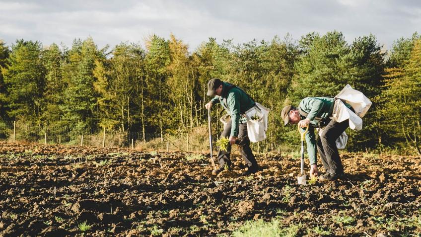 Planting 9,000 trees at Wing Wood - a Environment crowdfunding project ...
